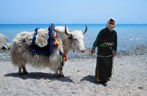 “Those who own a Yak also have to worry about their Yak” - Tibetan saying