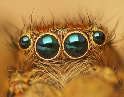 Eyes_of_Jumping_spider